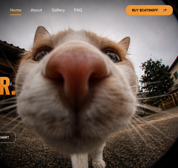 A curious cat pressing its nose right up to the camera on a city street
